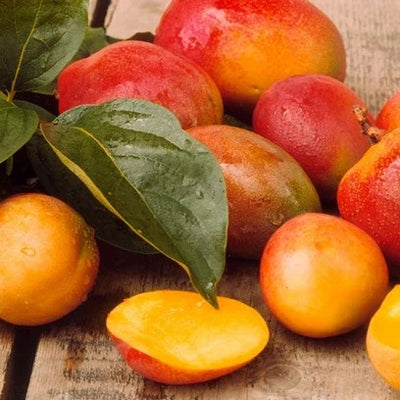 African Mango