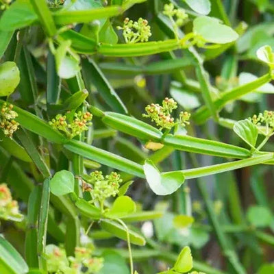 Cissus Quadrangularis Extract