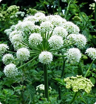 Dong Quai (Angelica Gigas Root)