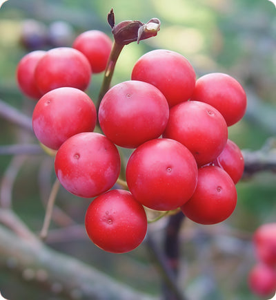 Smilax China